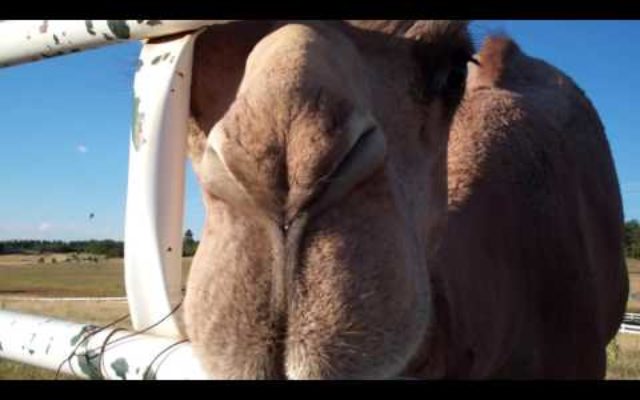 Looking at  Colorado Camels!